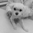 분당파크뷰동물병원 이미지