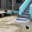 주란목장 | 19 남해&amp;여수 여행 (2일차 : 카페톨/앵강마켓/상상양떼목장/좌수영바게트버거/여수당/여수 낭만포차...