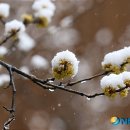 꽃봉우리 이미지