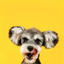 꾸미는 강아지 이미지