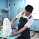 마이티애견미용학원 - 평택시 평택로 38-1 | 마이티애견미용학원