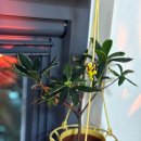 뉴천리향 이미지