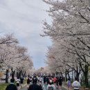 경주월드주식회사(경주지점) | 2025 경주벚꽃마라톤 - 첫 하프마라톤 완주 후기