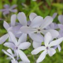 둥굴레펜션 이미지