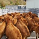 한우가축인공수정소 이미지