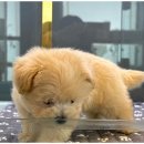 도그마루 이미지