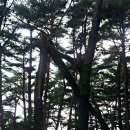 연리지