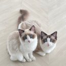 진영냥이 이미지