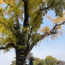 UR(의정부시)-[동일로]-상-80 | [웨딩일기]ep.1-1 야외 웨딩 베뉴 투어 서계종택 상담 및 11월 본식 구경 (최종선택X)