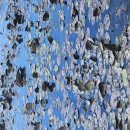 제1020차 경부합동 가을 소풍 @부여 - 김남권 글 이미지