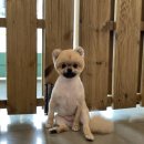 쑝이네 애견샵 이미지