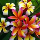 이사도라 이미지