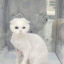 봄날냥 네이버블로그