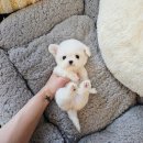 멍냥멍냥 - 증평군 초중로 37 | 미니비숑분양 서울시 강북구 수유역 멍냥스타 후기필독!