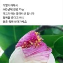 파고다꽃 ~선물 이미지