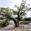 느티나무 이미지