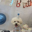 놀러오개 애견유치원 애견호텔 에버랜드점 | 용인 포곡읍 애견호텔 놀러오개 애견유치원 애견호텔 에버랜드점 비용 시간 위치