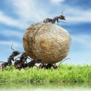 왔다 개미 이미지