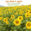 푸른농장해바라기 이미지