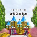 유림-31 | 대전 유림공원 유성국화축제 가을 여행 명소 꽃구경 나들이