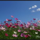 코스모스공원 이미지