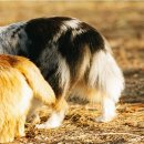 꼬리 흔드는 강아지 이미지