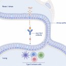 진보광고기획 | AI가 설계한 항-TSLP 항체, 천식을 넘어 비용종까지 도달할 수 있을까
