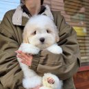 꼬똥켄넬 이미지