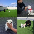 대견하개 이미지