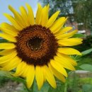 행복을다리는집 이미지