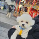 베비댕 네이버블로그