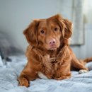 더라온메디칼 | 자궁축농증 수술 케이스 – 수술 시기를 놓치면 위험해지는 이유 - 울산 중구 동물병원 라온동물메디컬센터