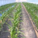 반딧불농원 이미지