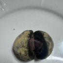 한울 | 제주선물 한울제주 황칠오메기떡 내돈내산 후기