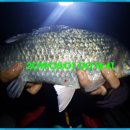 붕어의 신 이미지