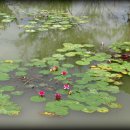 수연화