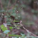 가시여뀌 Persicaria dissitiflora (Hemsl.) H. Gross ex T. Mori. 이미지