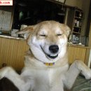 복이 이미지