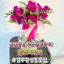 쏠레이무드