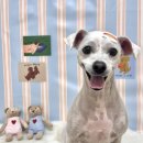 프롬율무 이미지