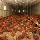 우리축사 이미지