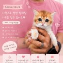 퍼피루미 네이버블로그