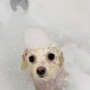 두유네 애견미용실 이미지