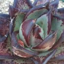 봉황슈퍼 이미지