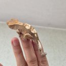 골디 클라우드 이미지