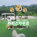 종인유치원 | 제일 만족도가 높았던 중대형견 유치원·호텔[용인 ‘퍼피스카우트’]