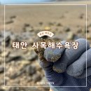 사목해변입구 | 태안 사목해수욕장 돌게 잡기 아름다운 바다 뷰
