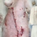 다나은 동물병원 이미지