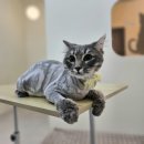 언제나고양이 이미지