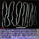 [혐오]연가시가 일반커피라면 촌충은 T.O.P.야...(BGM有) 이미지